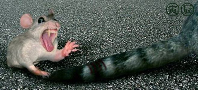 Animal Planet второй поход из дома (126 фото)