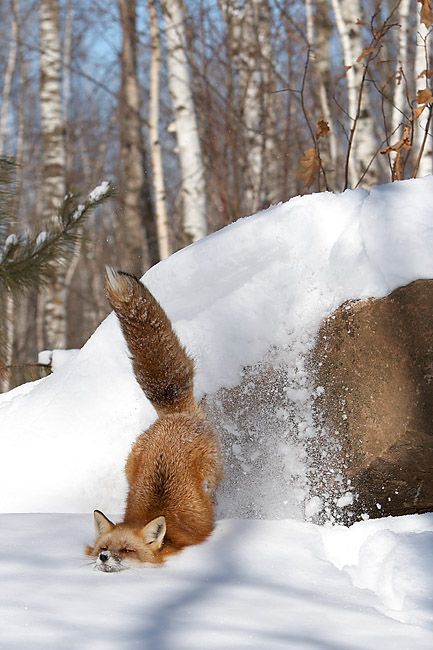 Animal Planet второй поход из дома (126 фото)