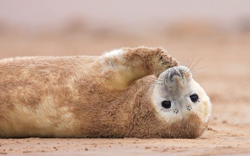 Animal Planet второй поход из дома (126 фото)