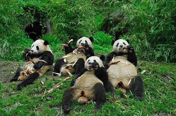 Animal Planet второй поход из дома (126 фото)