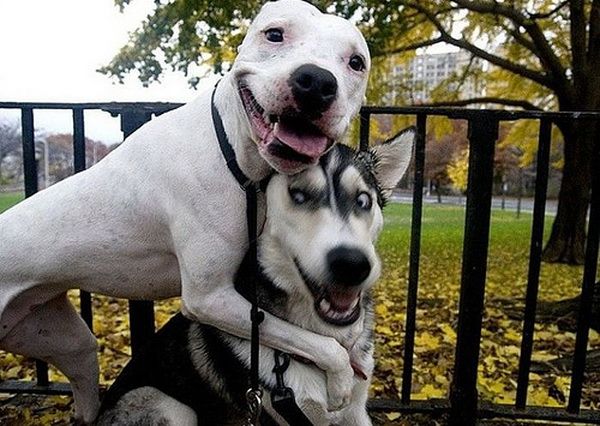 Animal Planet второй поход из дома (126 фото)