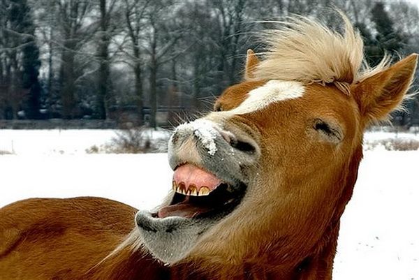 Animal Planet второй поход из дома (126 фото)