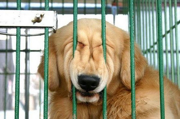 Animal Planet второй поход из дома (126 фото)