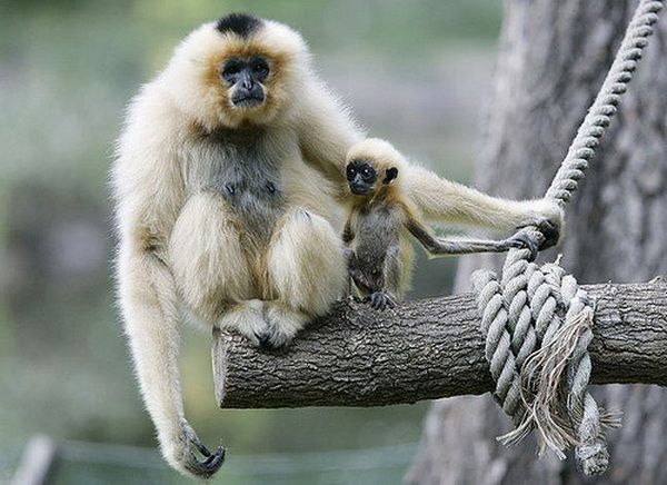 Animal Planet второй поход из дома (126 фото)
