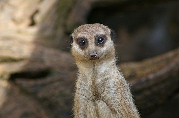 Animal Planet второй поход из дома (126 фото)