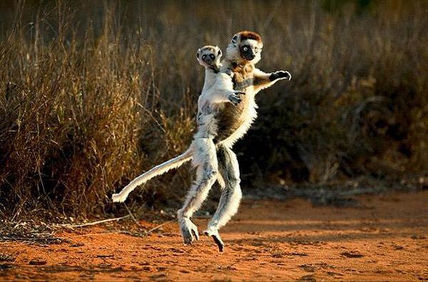 Animal Planet второй поход из дома (126 фото)