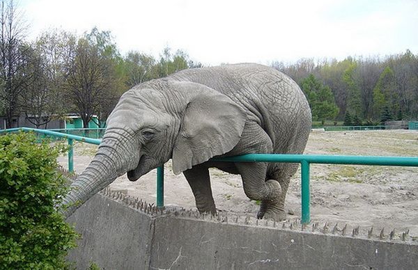 Animal Planet второй поход из дома (126 фото)