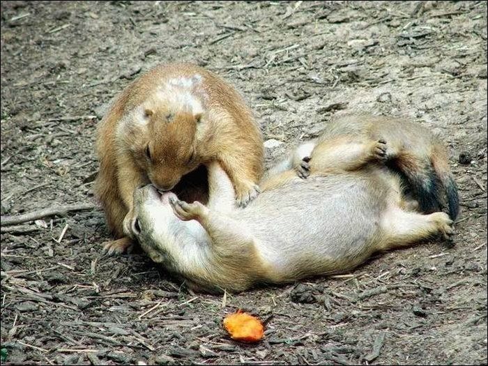 Animal Planet второй поход из дома (126 фото)