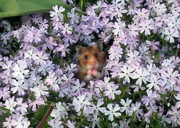 Animal Planet второй поход из дома (126 фото)