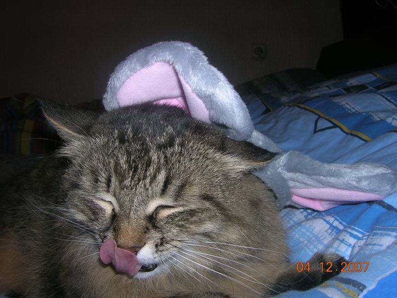 Animal Planet второй поход из дома (126 фото)