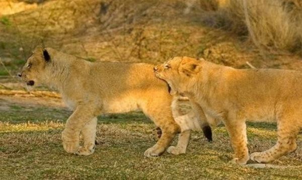 Animal Planet второй поход из дома (126 фото)