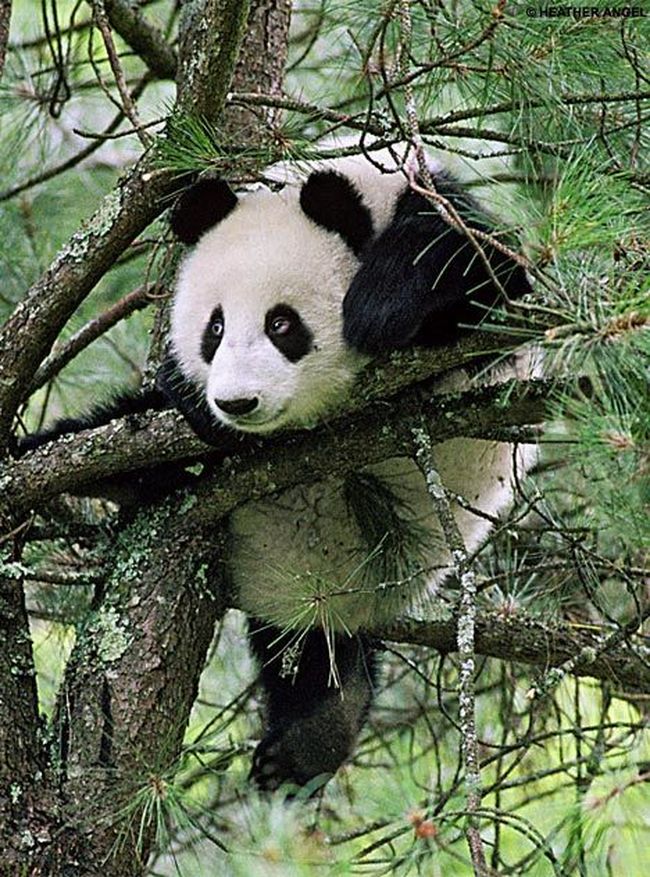 http://ru.fishki.net/picsw/032008/18/panda/002_panda.jpg