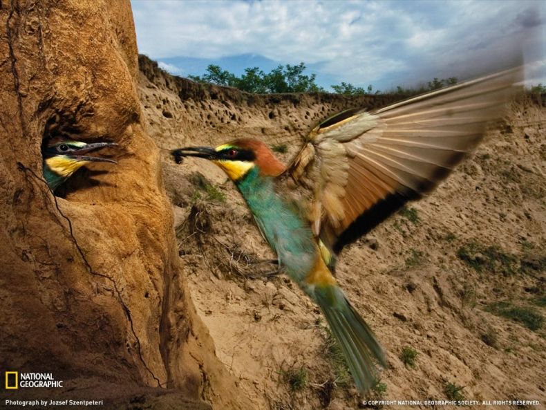 Лучшие фото от National Geographic (32 фото)