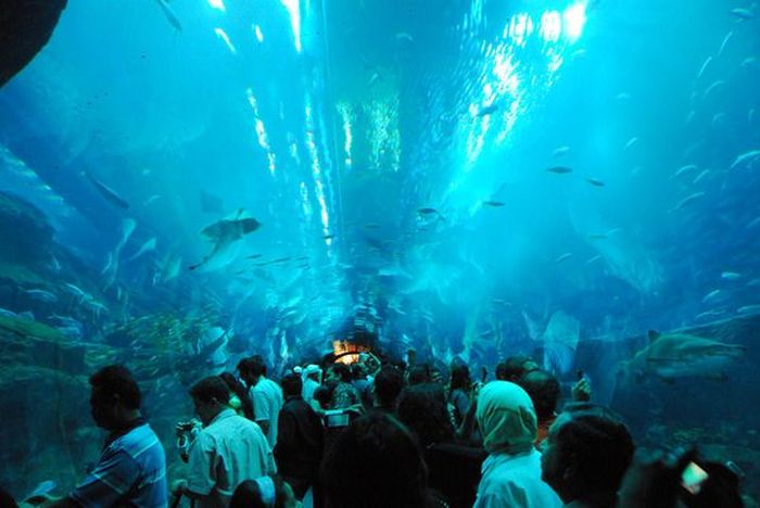 Лопнул самый большой в мире аквариум с акулами! (15 фото+видео)