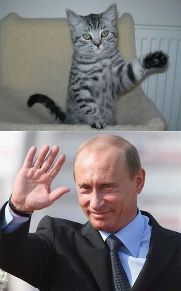 Привет, мистер Путин (20 фото)