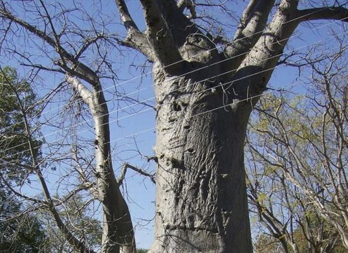 Расслабляющее дерево :)  (4 фото)