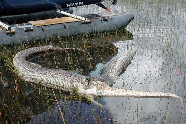 4-метровый питон умудрился заглотить 2-метрового крокодила. Но наслаждаться трапезой он смог недолго: в предсмертных судорогах крокодил разорвал змею пополам изнутри.