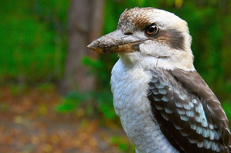 Птица кукабурра - одно из самых захватывающих австралийских животных
