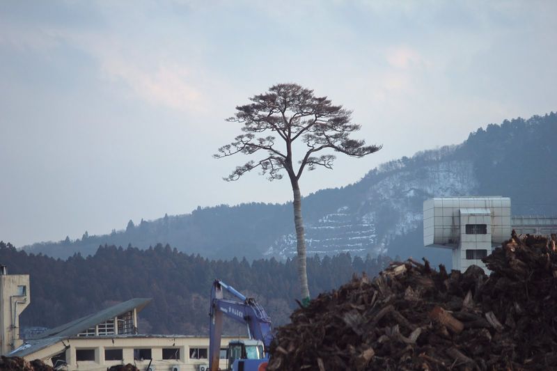 tsunami, pine, wood, trees