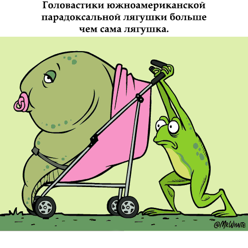http://ru.fishki.net/picsw/032013/26/zoo/01.gif
