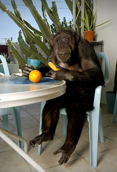 Старейшей обезьяне планеты Чите исполнилось 75 (5 фото)