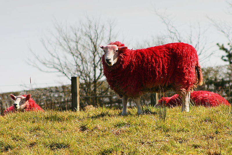 Разукрашеные овцы (7 фото)