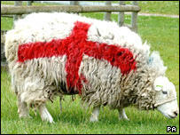 Разукрашеные овцы (7 фото)