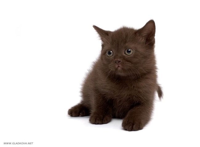 Изображение “http://ru.fishki.net/picsw/042008/28/bonusi/cats/027_cats.jpg” не может быть показано, так как содержит ошибки.