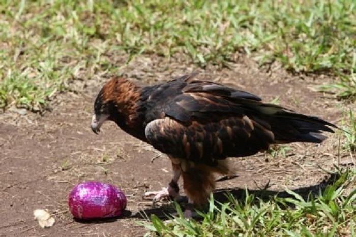 Орел и пасхальное яйцо (6 фото+2 видео)