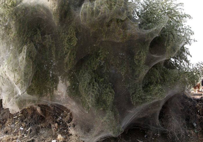 Нашествие пауков на Пакистан (8 фото)