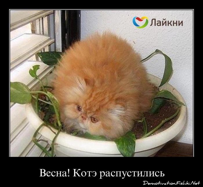 http://ru.fishki.net/picsw/042012/06/post/demotivator/demotivator-0036.jpg