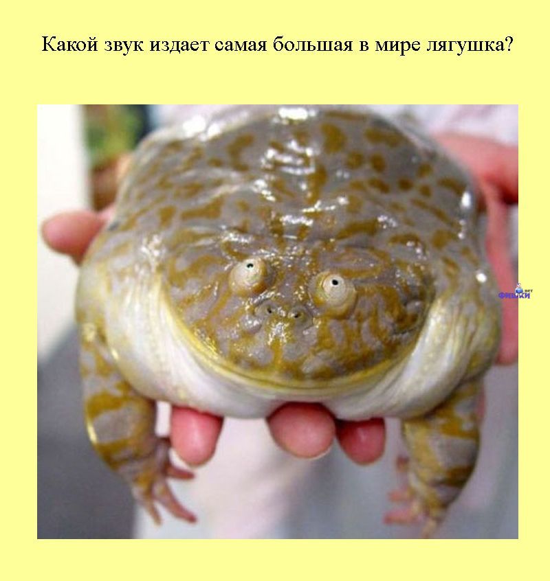 Книга всеобщих заблуждений. Часть 2. (30 фото)
