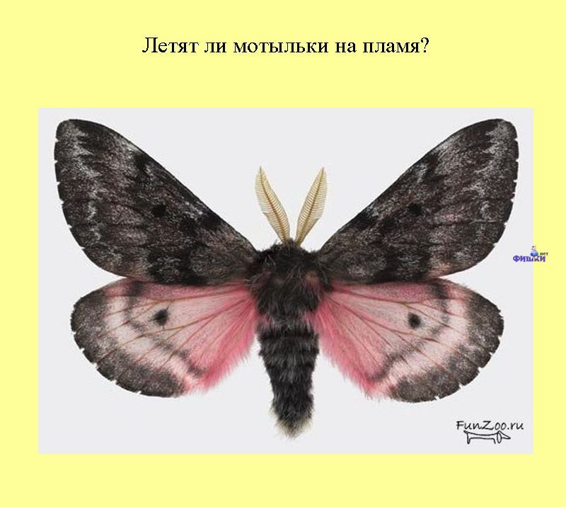 Книга всеобщих заблуждений. Часть 2. (30 фото)