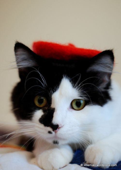 Забавные животные в одежде (88 фото)