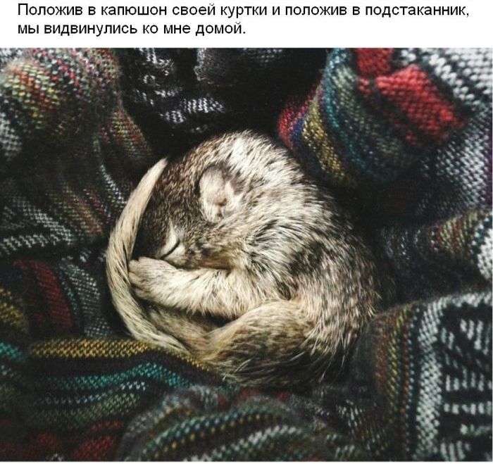 Cпасение крохотного бельчонка спасение, бельчонок, зверек, погибель