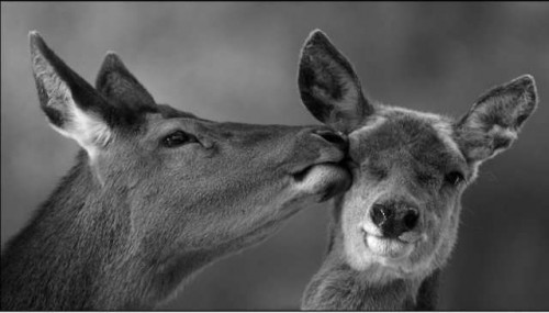 Животные влюбляются (24 фото)