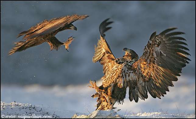 Красивые фото птиц в движении (13 фото)
