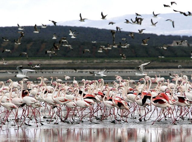 &Vcy; &mcy;&icy;&rcy;&iecy; &zhcy;&icy;&vcy;&ocy;&tcy;&ncy;&ycy;&khcy; (33 &fcy;&ocy;&tcy;&ocy;)