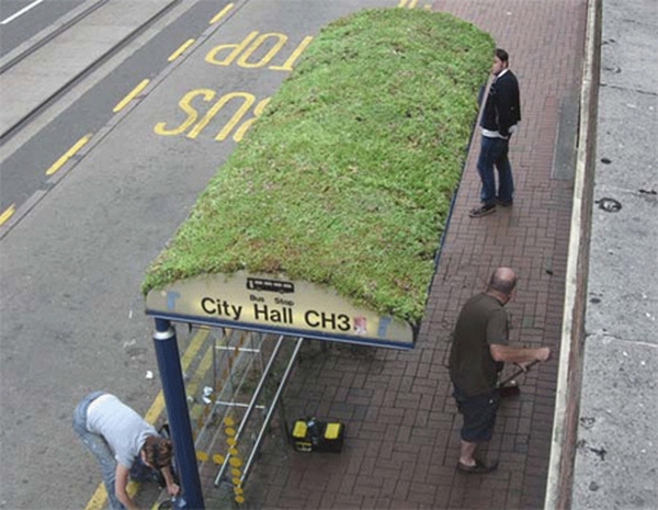 В Шеффилде, Англия выращивают газон на крыше остановки: