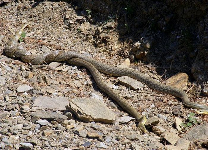 Как спариваются змеи ?  (26 фото)