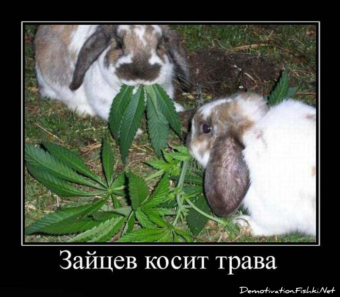 http://ru.fishki.net/picsw/052010/28/post/demotivator/demnotivator143.jpg