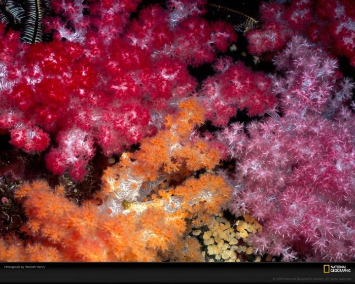 Кораллы фантастической красоты (10 Фото)