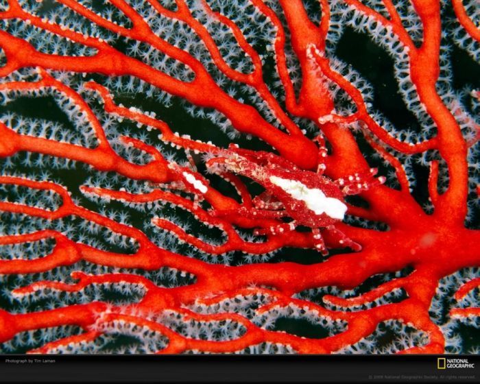 Кораллы фантастической красоты (10 Фото)