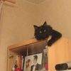 Бесплатно фото