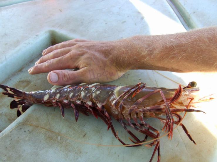 Regular shrimp (5 photos)