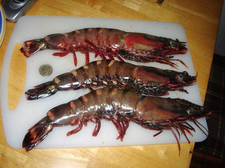 Regular shrimp (5 photos)