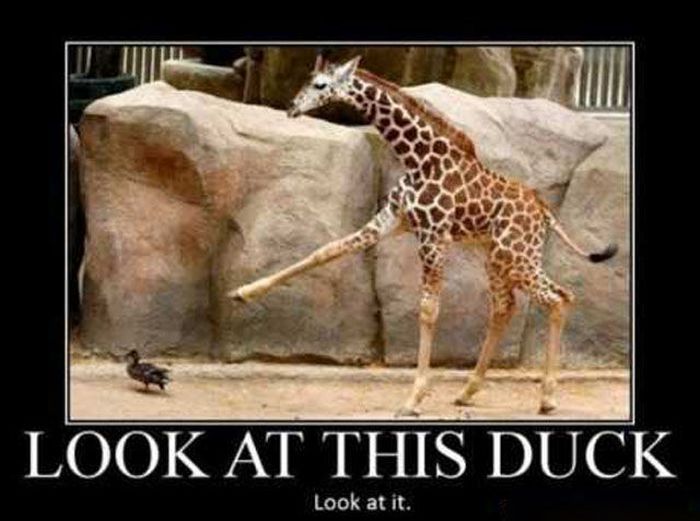 Demotivators Picdump (16 pics)