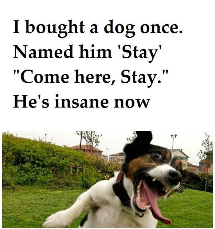 I bought a dog once...