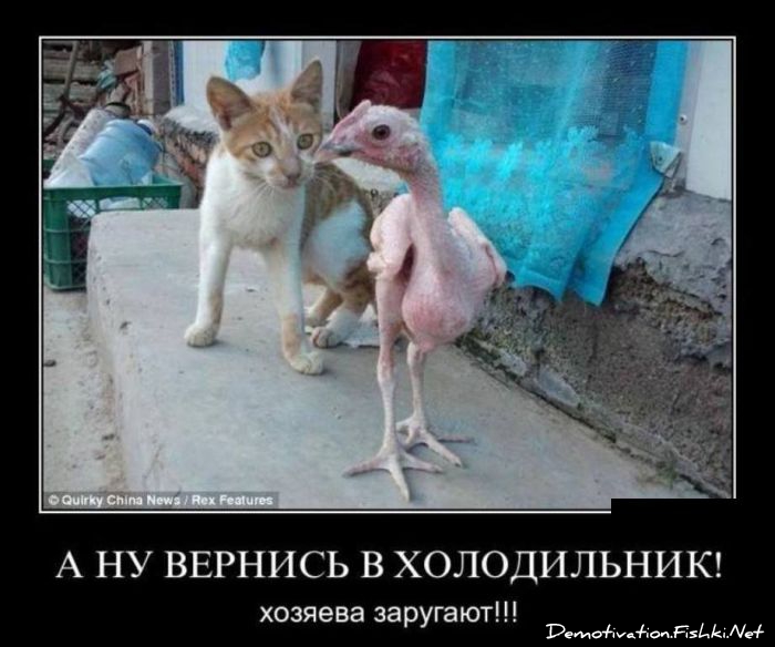 http://ru.fishki.net/picsw/052012/16/post/demotivator/demotivator-0025.jpg