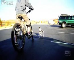 Лучшие друзья